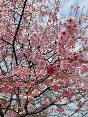 A full-frame cherry blossom tree against a blue sky during the daytime P. transarisanensis
