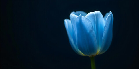 Calla lily close-up Blue lily flower, black background