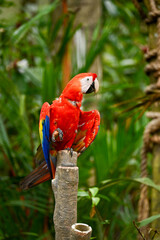 red and yellow macaw