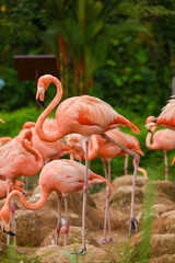pink flamingo in the zoo