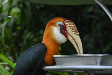 close up of a yellow billed hornbill © hr