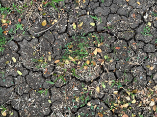 Dry soil crack with withered grass and plants. Drought is common in summer, making soil have less water and cause it to crack and dry up. Nature and weather process. Seamless background texture.