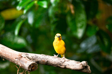 A cute yellow-winged bird standing on a branch