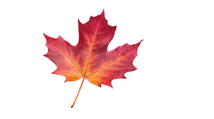  Maple leaves, their autumn hues of red and orange, stand out against on Transparent PNG format background.