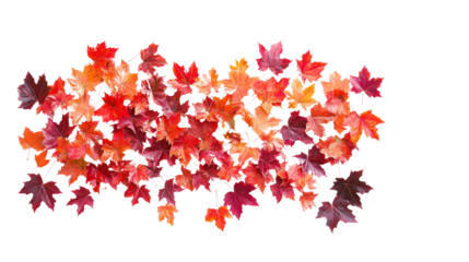 Maple leaves, their autumn hues of red and orange, stand out against on Transparent PNG format background. 