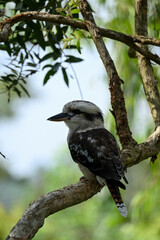 A bird in black and white