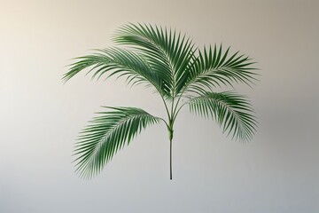 Obraz premium Graceful Isolated Palm Frond Silhouette in a Soft, Airy Aesthetic