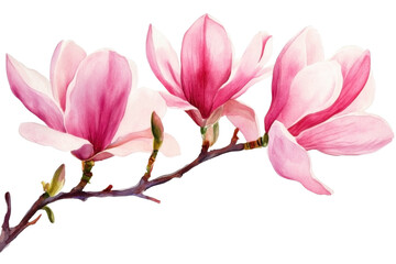 Obraz premium Spring magnolia flowers in watercolor illustration, transparent background