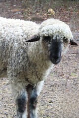 Sheep on Florida farm, closeup