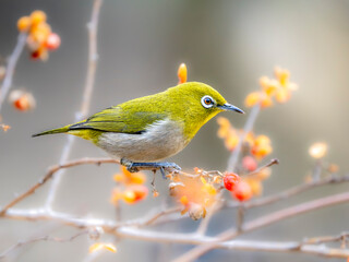ツルウメモドキの実を食べに来たメジロ