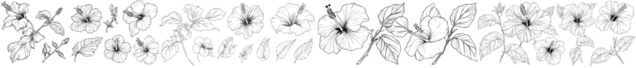A modern outline of a hibiscus flower, presented as a set of hand-drawn illustrations, isolated © Andrei