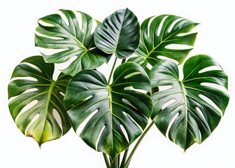 Variegated Monstera Deliciosa Houseplant Isolated on White, Clipping Path Included