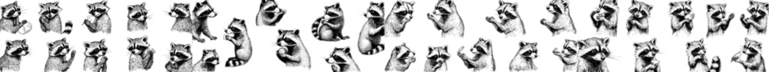 Vintage engraved, isolated raccoon set illustration  cut ink sketch with a wild pet background © Andrei