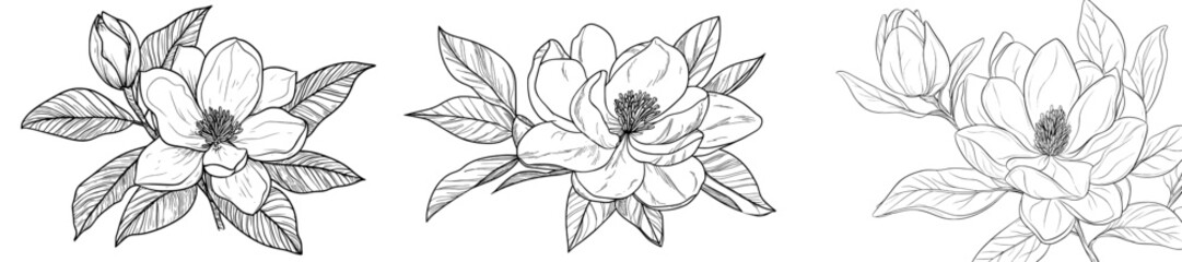 Modern illustration of a hand-drawn ink magnolia flower in a vintage style © Andrei
