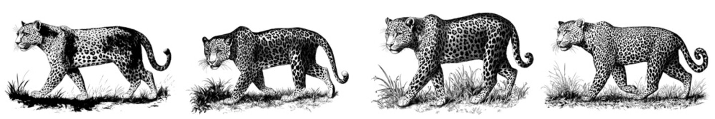 Leopard in an engraving style, a big wild cat hand drawn on a light background, predatory animal of the savannah in a vintage look, modern retro illustration
