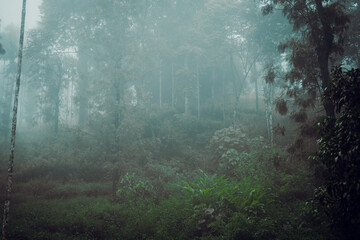 Fototapeta premium A moody blue hour forest with fog.