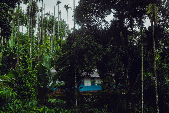 beautiful house located in between forest.