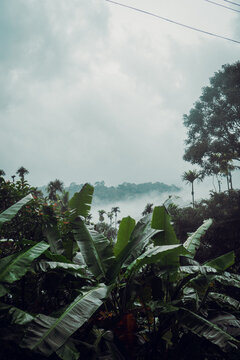 A moody blue hour forest with fog.
