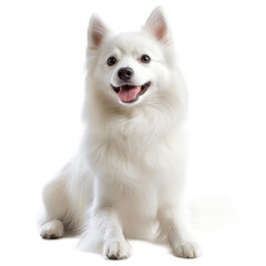 Happy White Dog Sitting on White Background