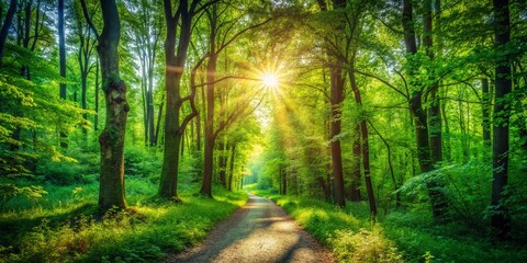 Obraz premium Vintage Forest Scene: Sunlit Path Through Lush Green Woods - Stock Photo