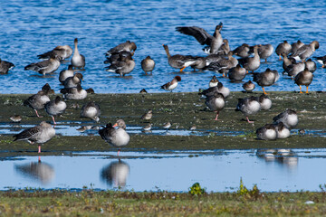 Tundrasaatgänse, Limikolen und Enten im  Herbst am Gülper See   © Karin Jähne
