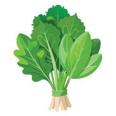 Vector Illustration of Fresh Green Leafy Vegetables Bundle: Spinach, Arugula, Kale - Healthy Eating Concept