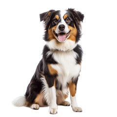 Fototapeta premium Happy Australian Shepherd Dog Sitting