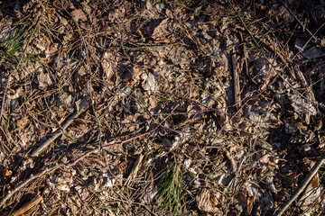 Natural pine forest ground with some leaves, twigs and seeds. Forest soil texture background