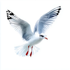 Obraz premium Illustration of the Gull in flight, soft watercolor tones, white background, detailed illustration, cartoonish.