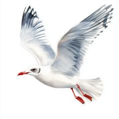 Obraz premium Illustration of the Gull in flight, soft watercolor tones, white background, detailed illustration, cartoonish.
