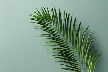 Obraz premium Sleek Isolated Palm Frond Cut-Out for Modern Greenery Aesthetics