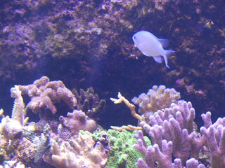 Poisson récif corail violet aquarium 