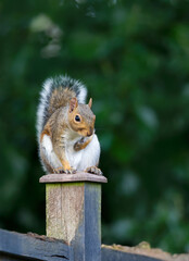 Portrait of a cute curious grey squirrel standing on a garden fence post