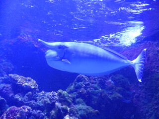 Poisson  aquarium 