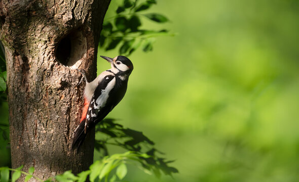 Great spotted woodpecker preparing nest in spring