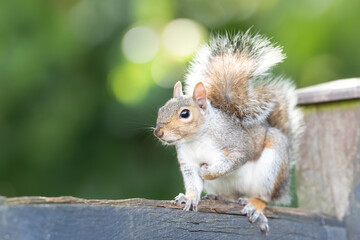 Portrait of a cute curious grey squirrel standing on a garden fence