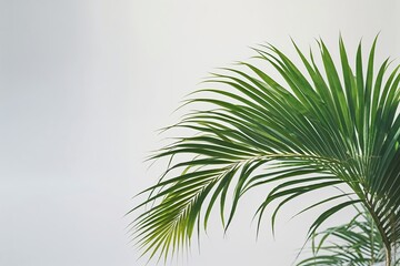 Fototapeta premium Isolated Pristine Palm Leaf Silhouette on White Background