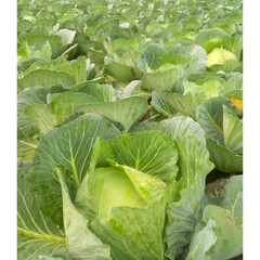 Cabbage growing in the field on garden area