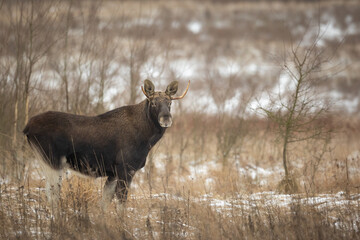 Mammals male bull Moose ( Alces alces ) North part of Poland, Europe dark foggy morning in winter young pine forest