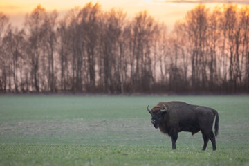 Mammals - wild nature European bison ( Bison bonasus ) Wisent bull standing on the winter field...