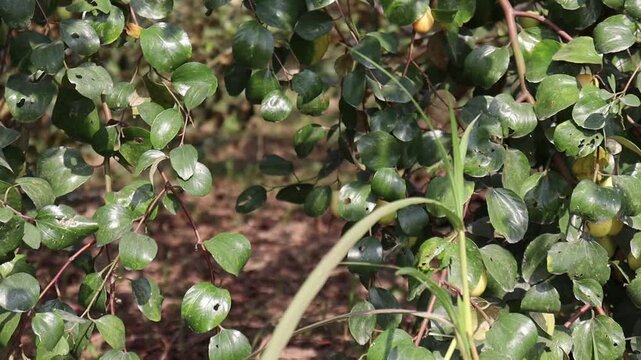 Ziziphus mauritiana fruit on tree in farm