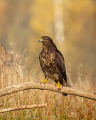 Common buzzard Buteo buteo in the fields in autumn, buzzards in natural habitat, hawk bird on the...