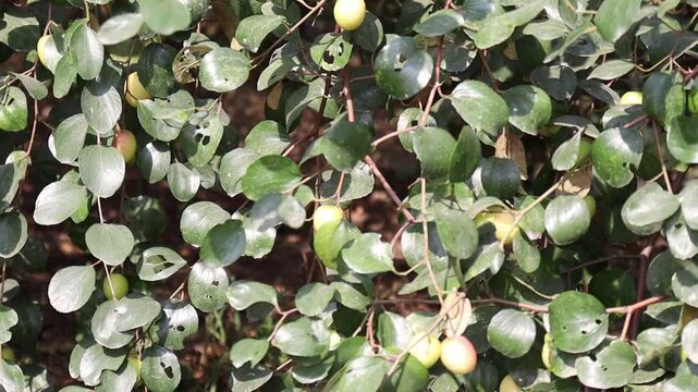 Ziziphus mauritiana fruit on tree in farm