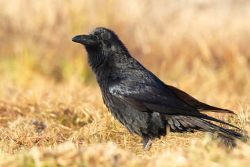 beautiful Common raven Corvus corax flying bird North Poland Europe autumn time
