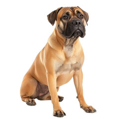 Obraz premium Boerboel Dog Sitting on White Background
