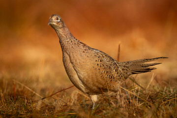 female Common pheasant Phasianus colchius Ring-necked pheasant in natural habitat, autumn background, grassland
