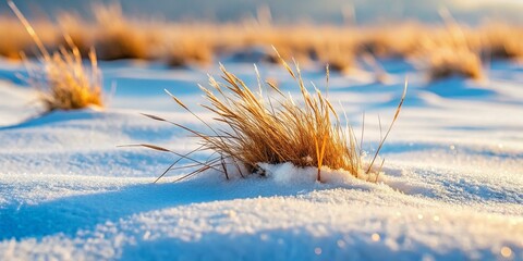 Winter Landscape: Snowdrift on Dry Grass, Cold Season Nature Photography