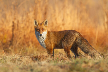 Mammals - portrait Red Fox Vulpes vulpes in autumn scenery, Poland Europe, animal walking among autumn meadow hunting time