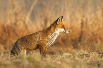Mammals - portrait Red Fox Vulpes vulpes in autumn scenery, Poland Europe, animal walking among autumn meadow hunting time