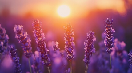 Vibrant Lavender Flowers Bathed in Ethereal Sunset Glow Creating a Tranquil and Dreamy Landscape with Rich Colors Evoking Calmness and Natural Beauty in a Serene Outdoor Environment